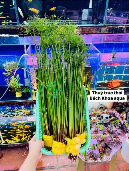 Cây Thủy Trúc Thái bán cạn